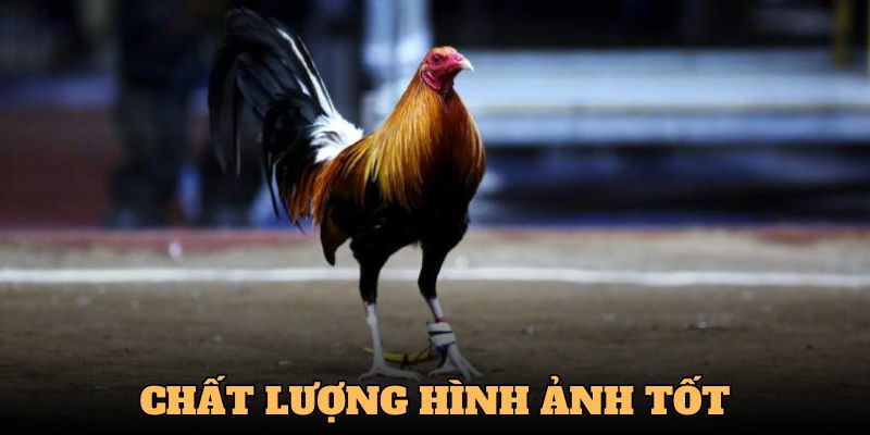 Nhà cái cung cấp hình ảnh rất chất lượng