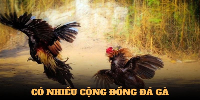 Tham gia cộng đồng đá gà có nhiều lợi ích